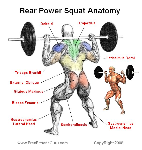 power squat anatomy
