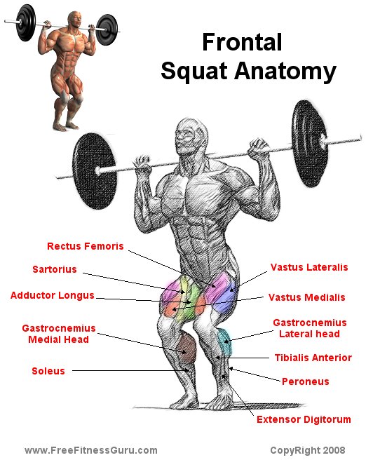 Squat Anatomy