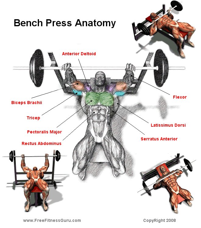 Bench Press Anatomy