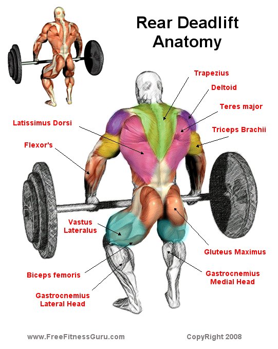 Deadlift Anatomy