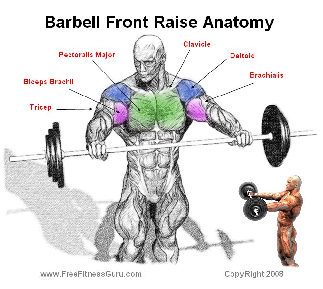 barbell front raise anatomy