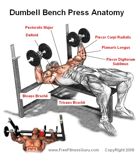 dumbell bench press anatomy