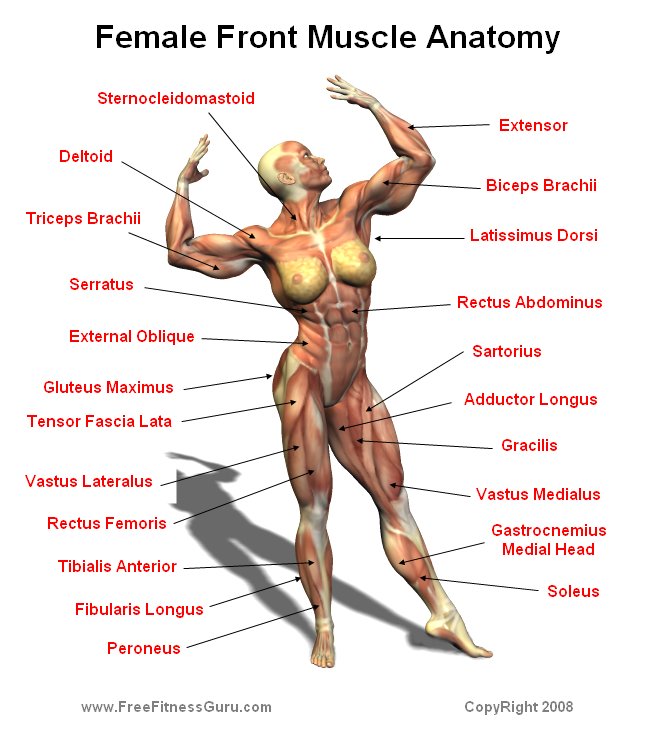 Female Muscle Anatomy