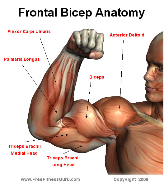 Front Bicep Anatomy