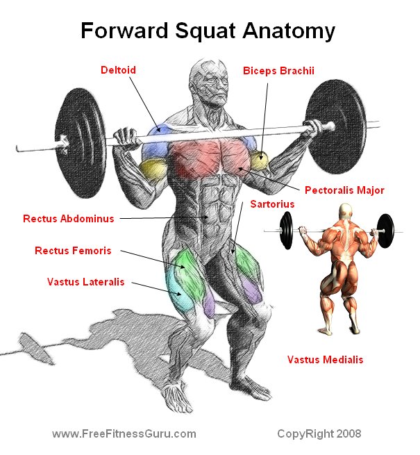 front squat anatomy