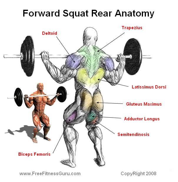 front squat anatomy