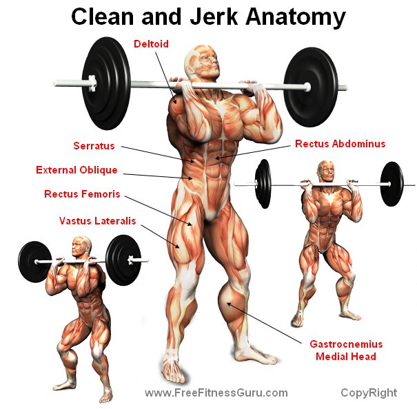 clean and jerk anatomy