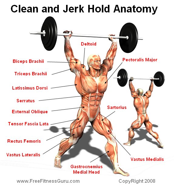 clean and jerk anatomy