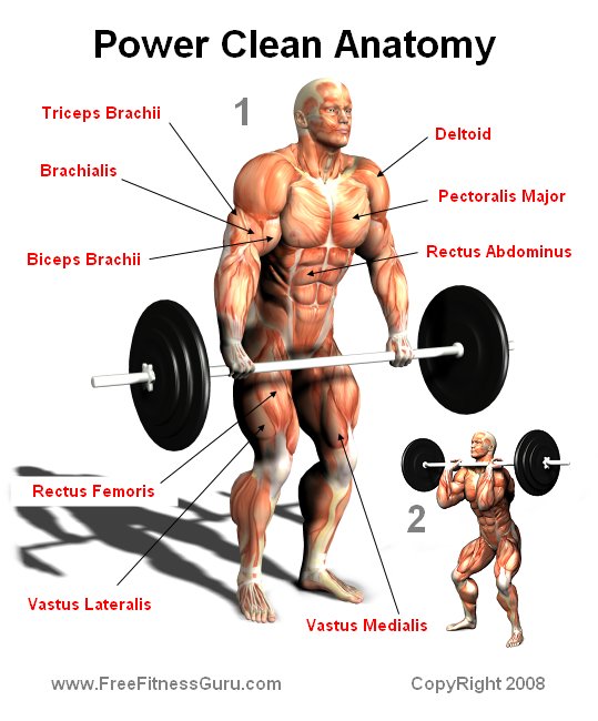 power clean antomy