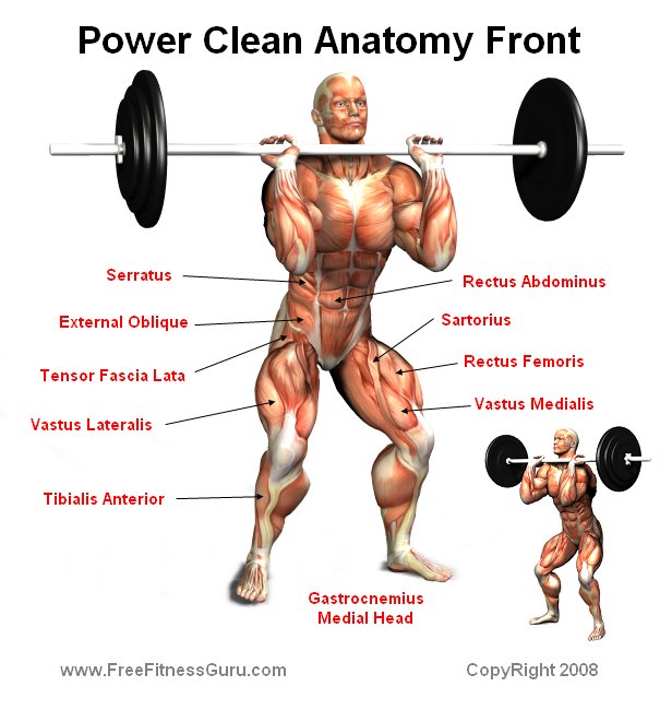 power clean anatomy