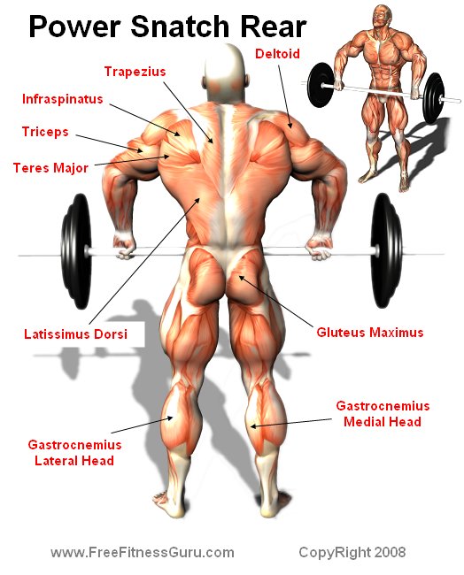 power snatch anatomy
