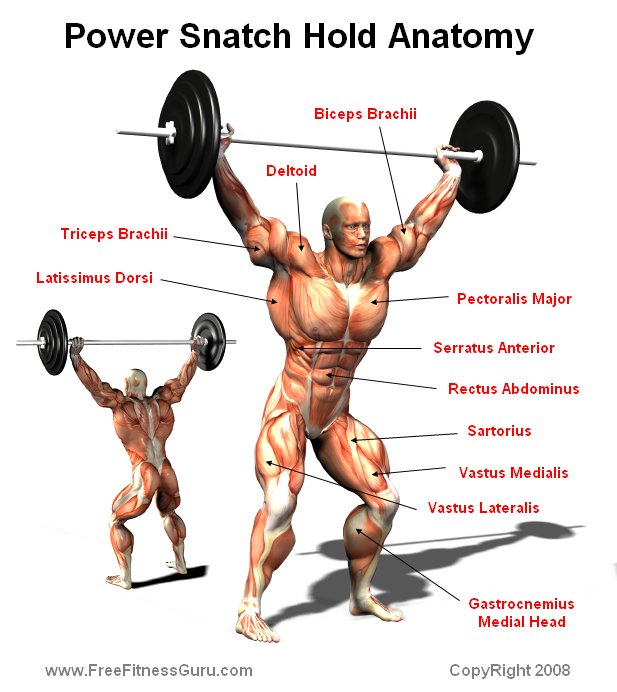 power snatch anatomy