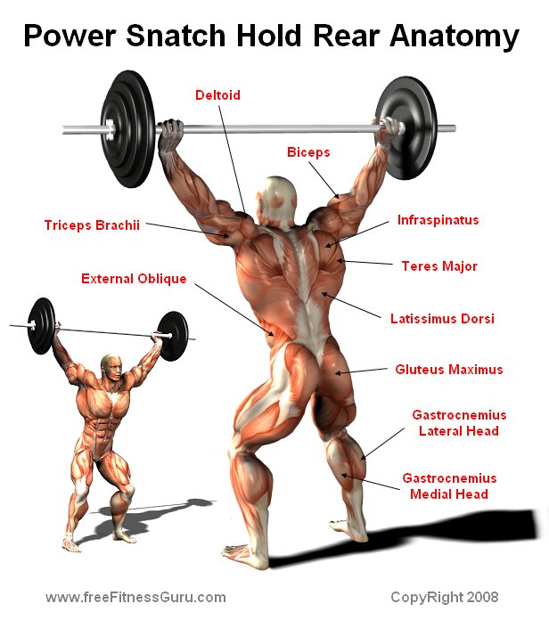 power snatch anatomy