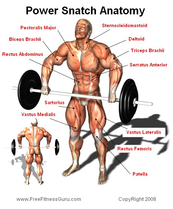 power snatch anatomy
