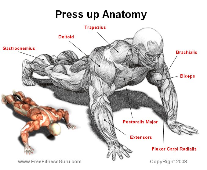 pressup anatomy