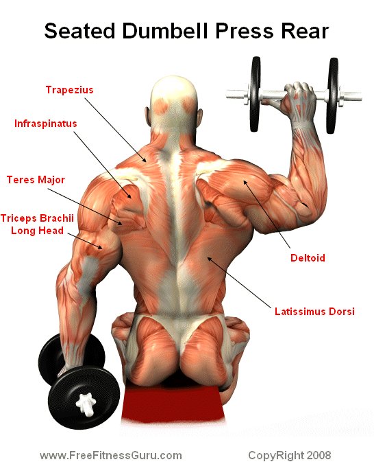 seated dumbell press rear