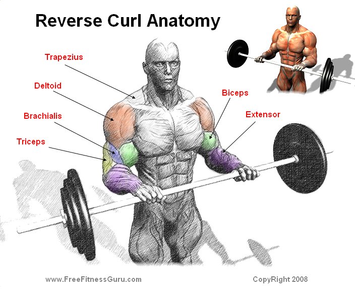 reverse curl anatomy