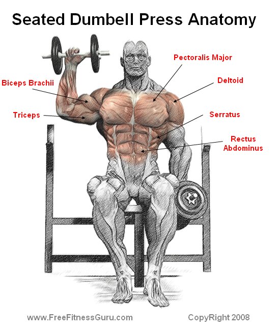 seated dumbell press anatomy
