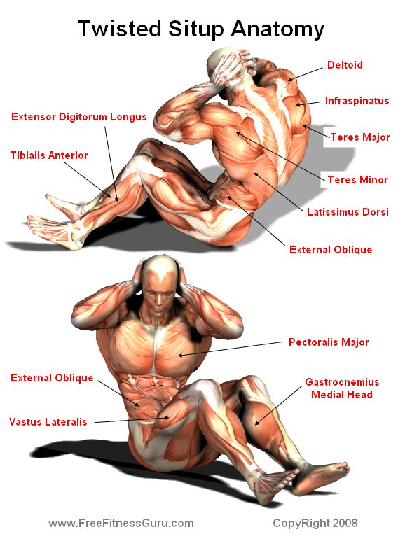 situp twist anatomy