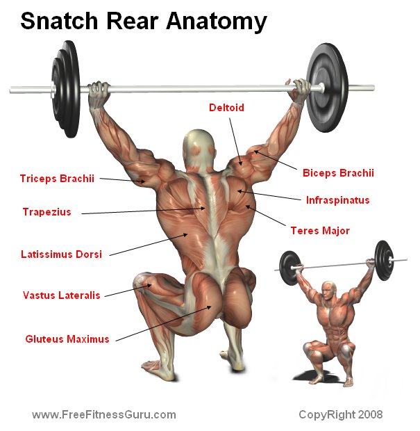 snatch anatomy