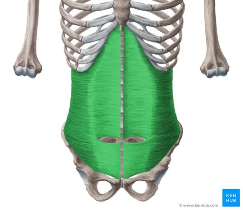 transverse abdominus