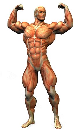 adonis