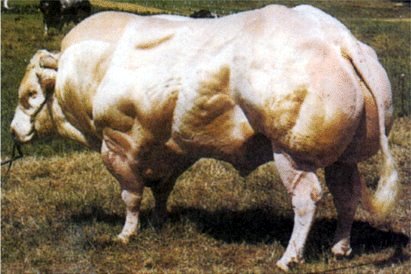 myostatin cow