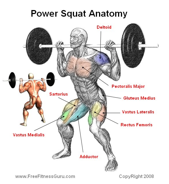 Image result for Barbell Squat anatomy